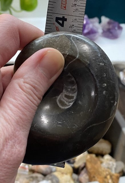 Beautiful Whole Ammonite