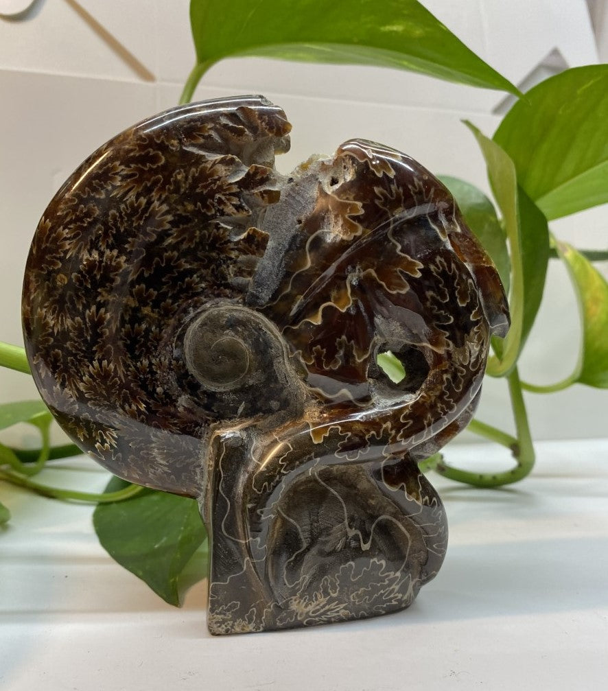 Natural Ammonite Tentacle Fossil