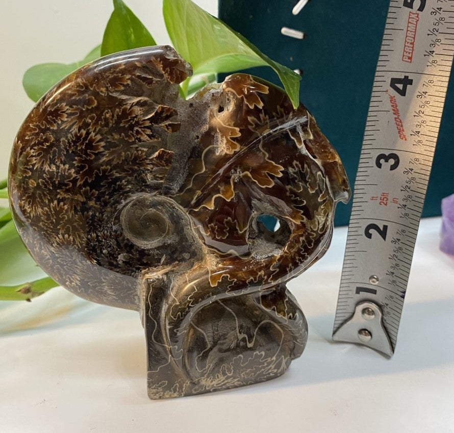 Natural Ammonite Tentacle Fossil